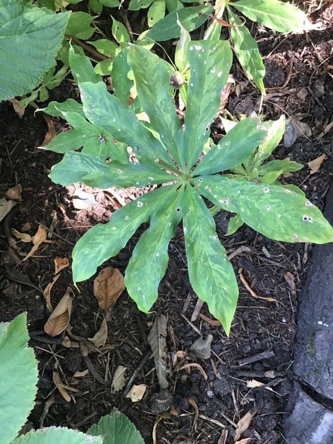 Paris polyphylla leaf