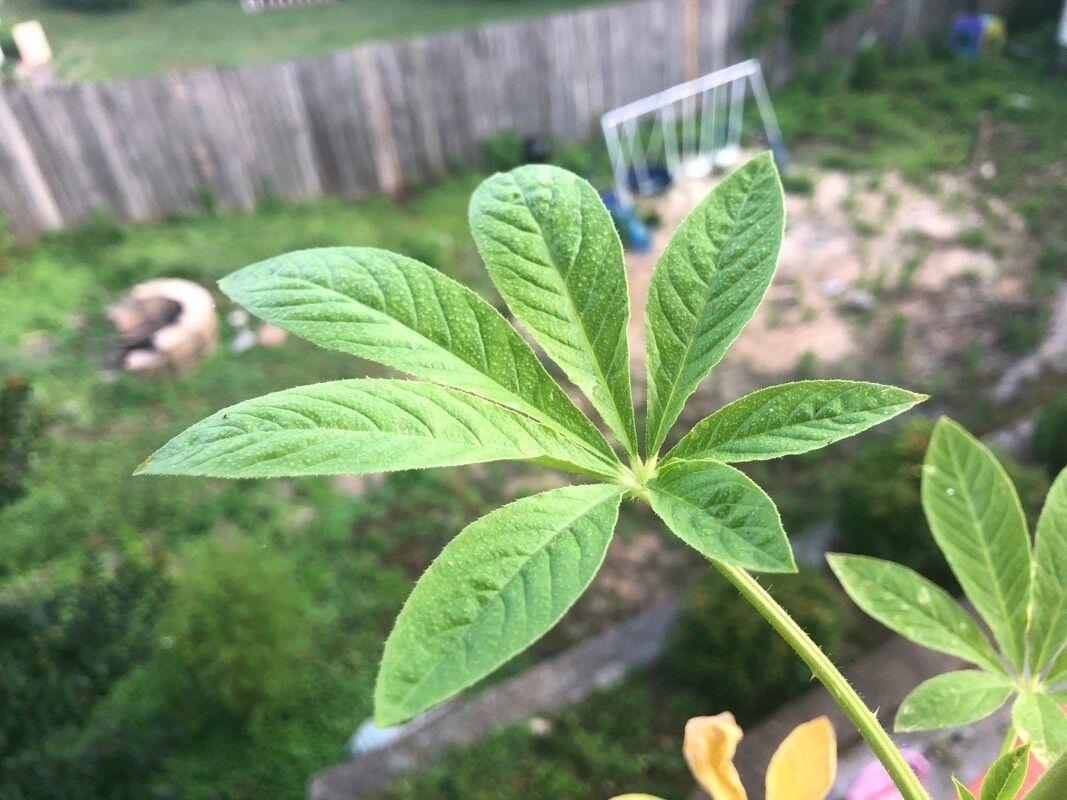 Cleoserrata speciosa leaf