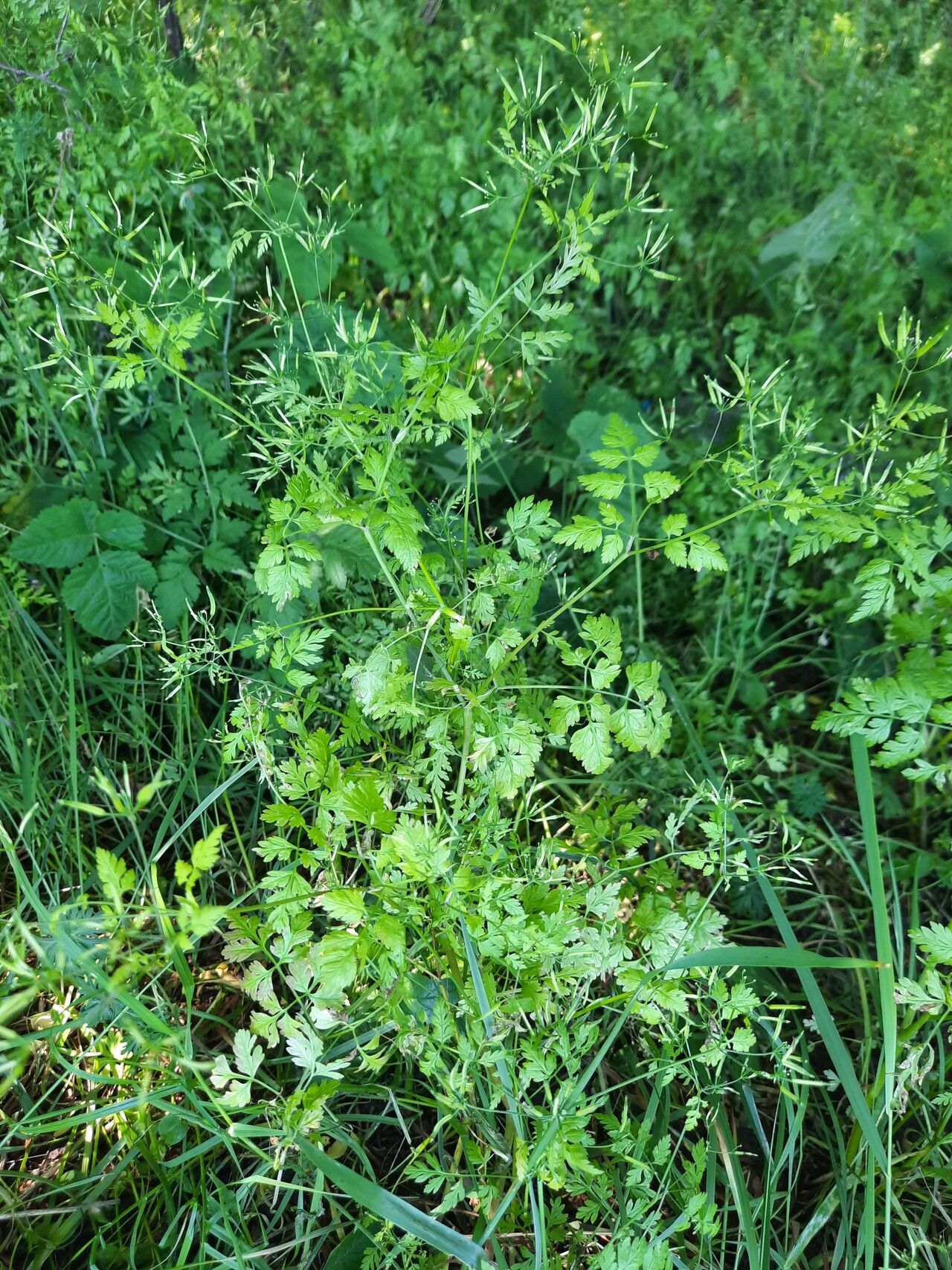 Anthriscus nemorosa leaf