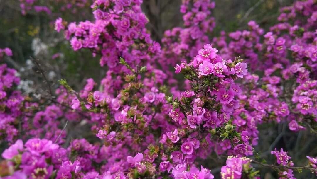 Kunzea affinis — related species from the same genus