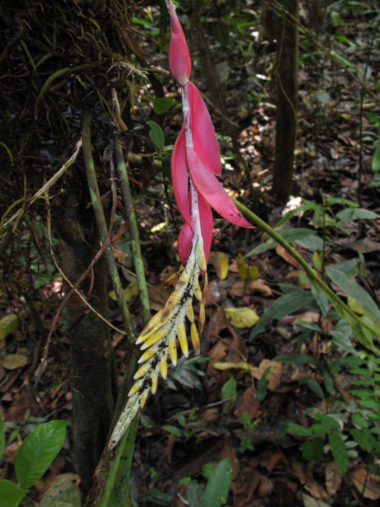 Aechmea contracta habit