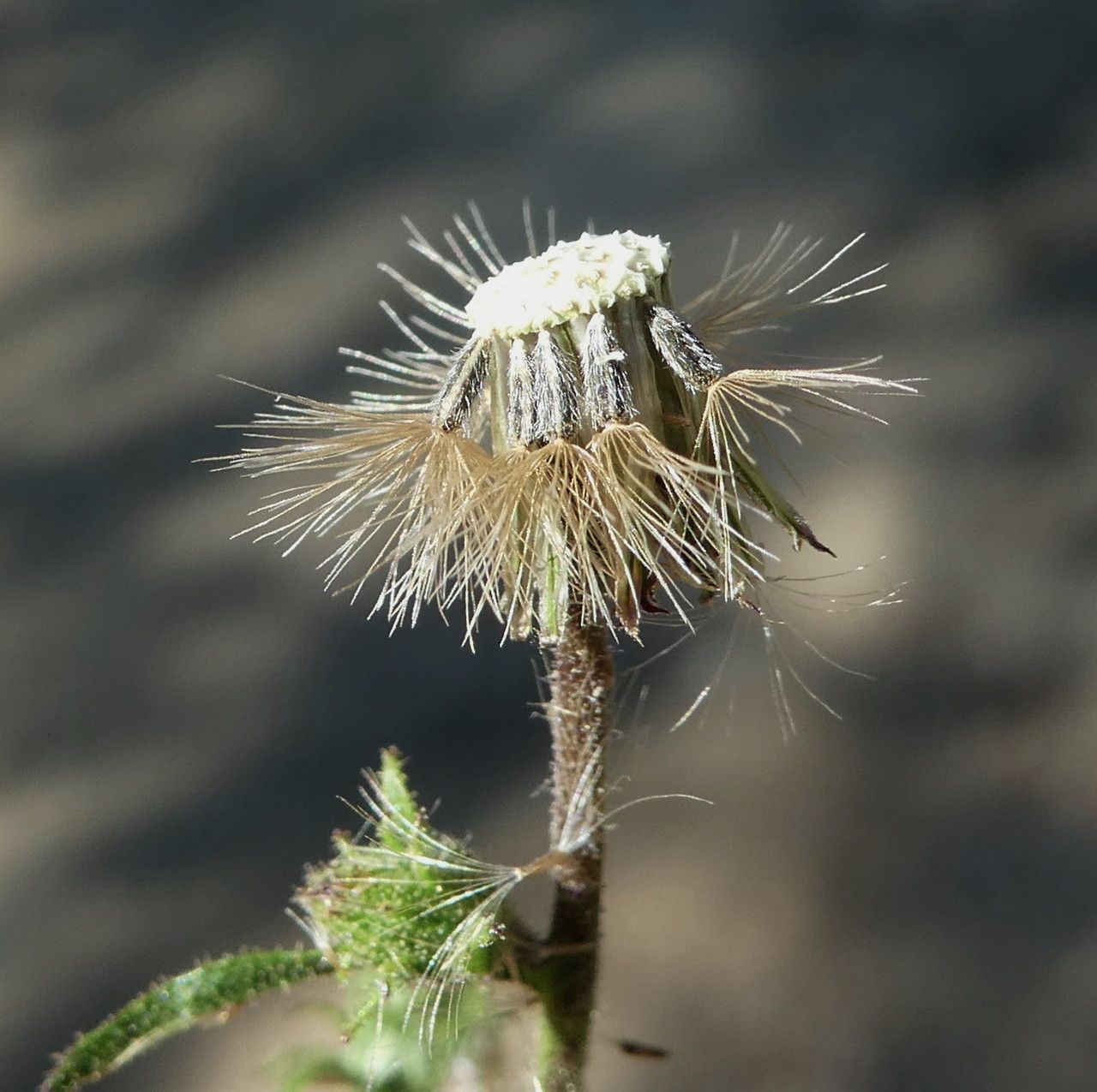 Dittrichia graveolens fruit