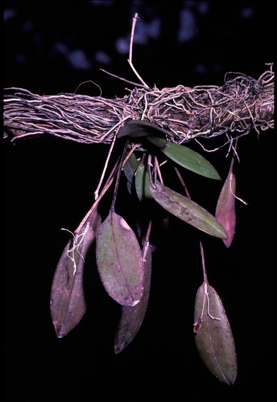 Acianthera fockei bark