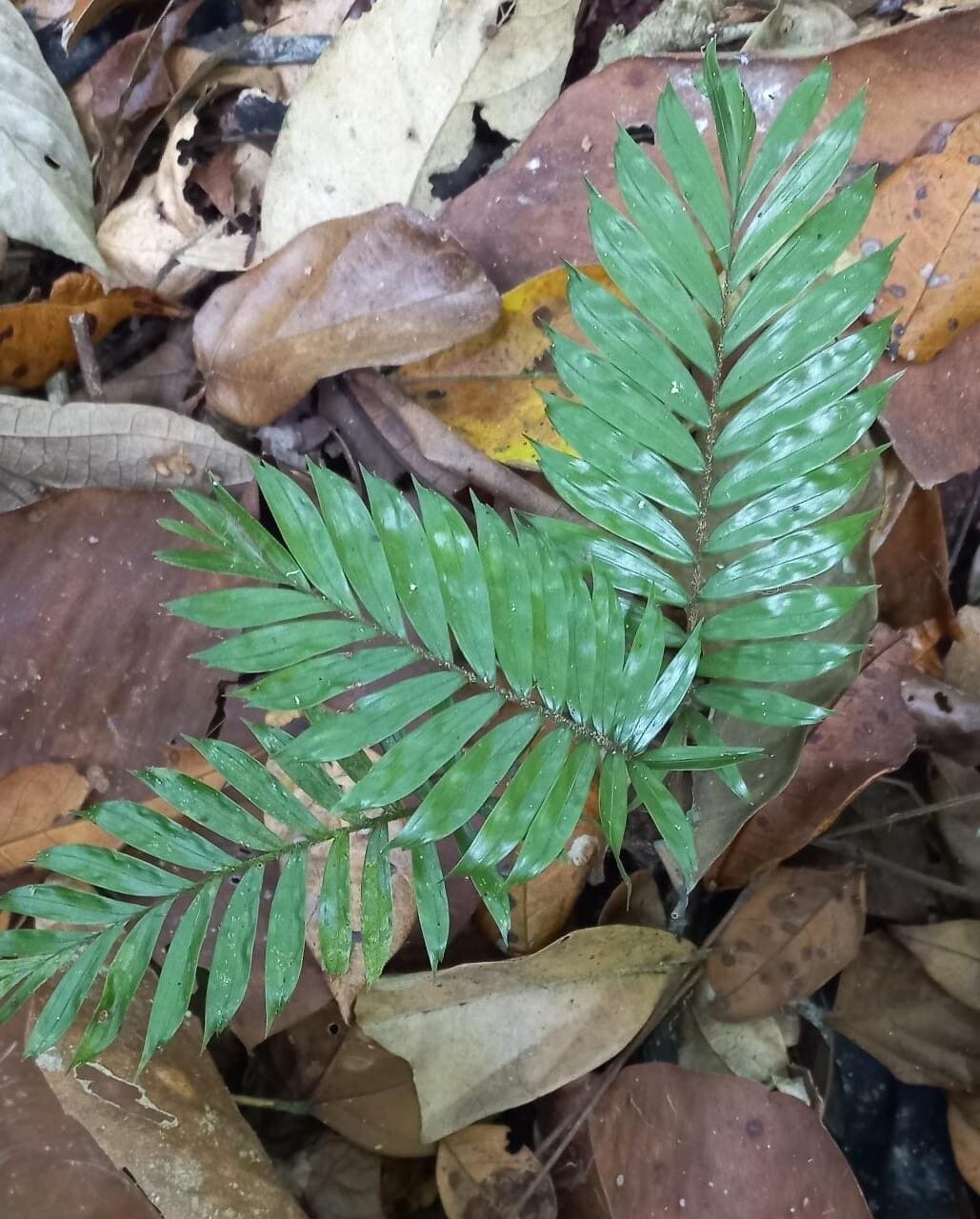 Bactris elegans — houseplant care guide