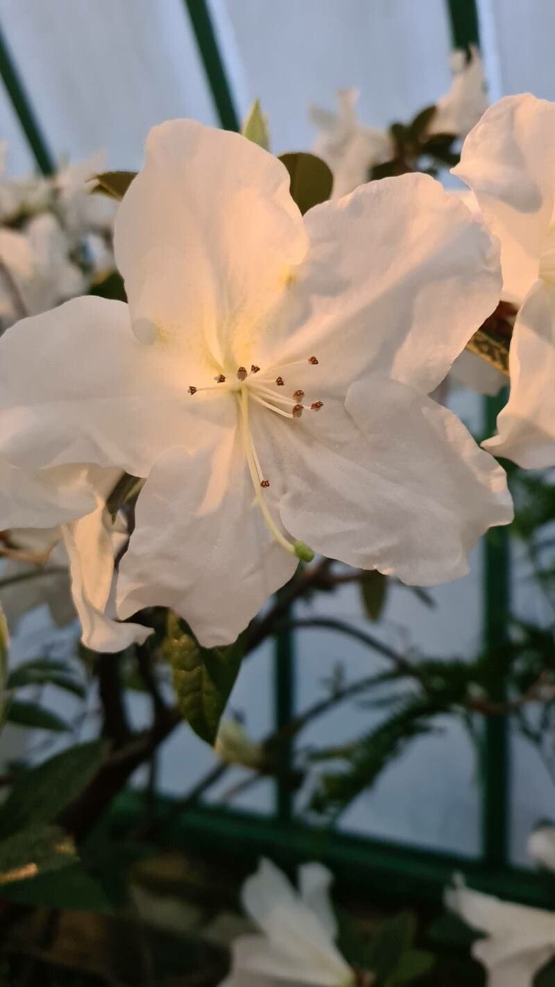 Rhododendron ciliipes flower