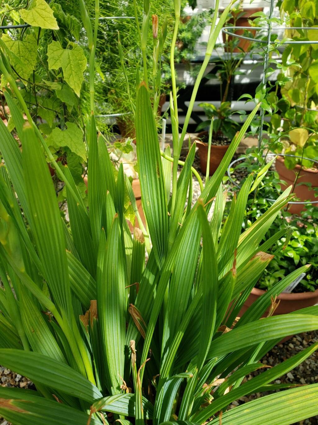 Cypella aquatilis — related species from the same genus