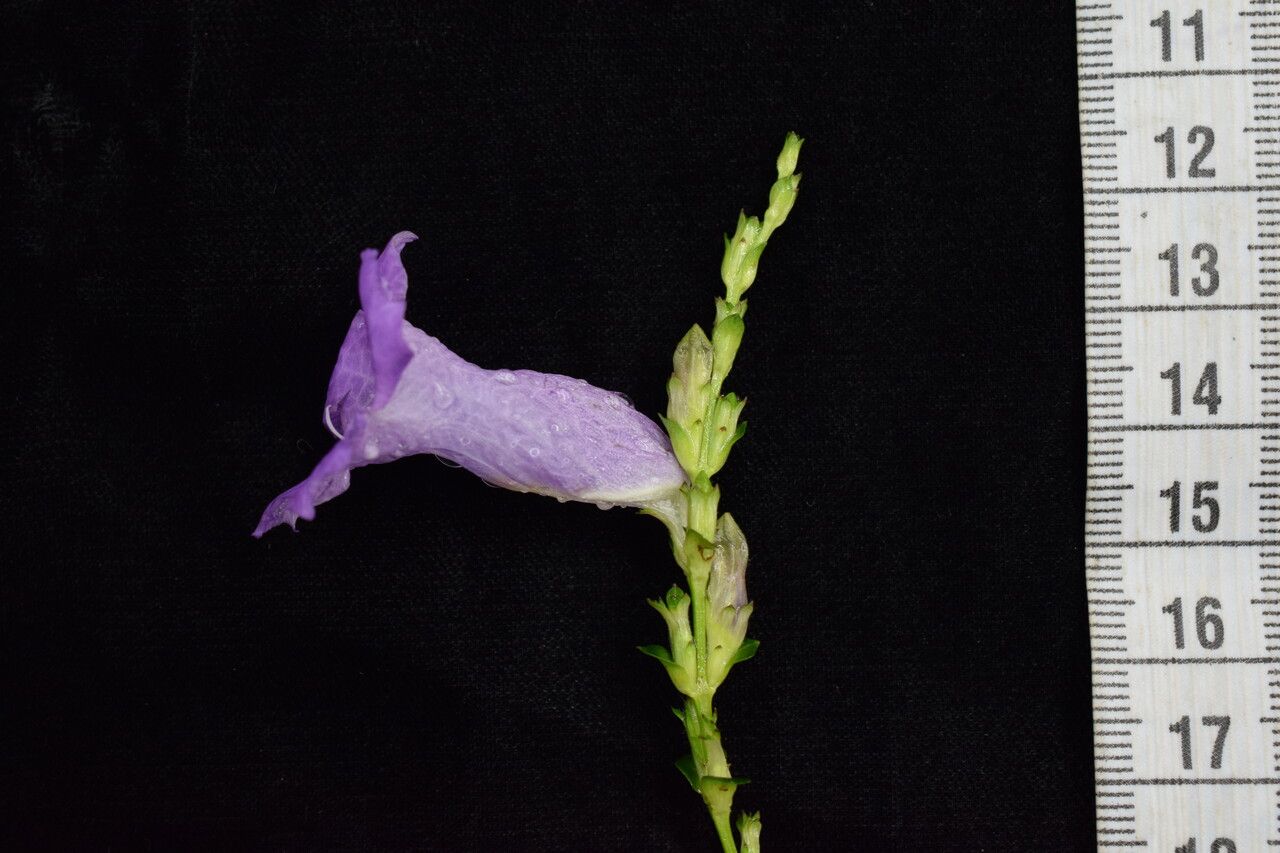 Strobilanthes saccata — houseplant care guide