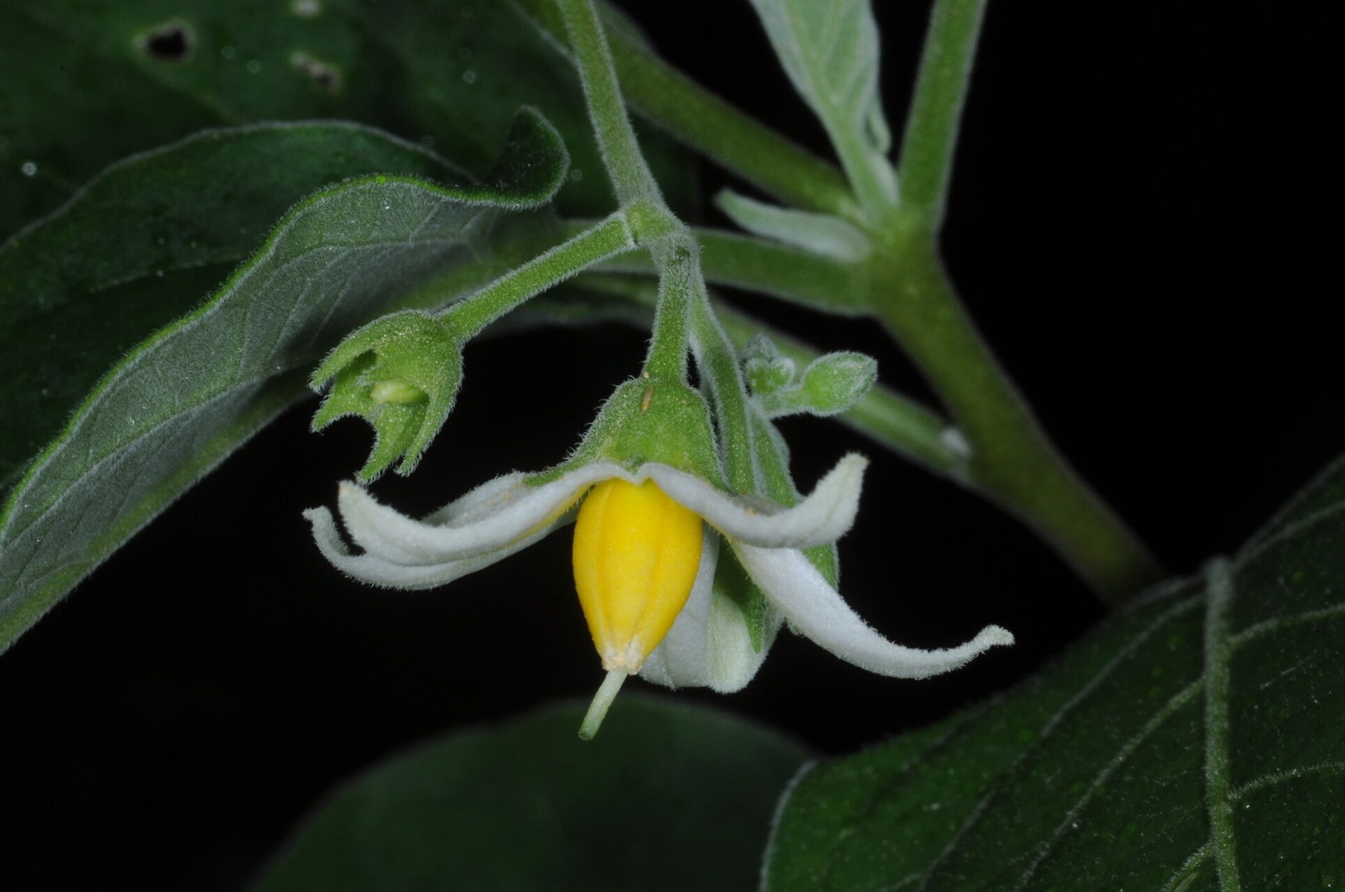 Solanum stuckertii flower