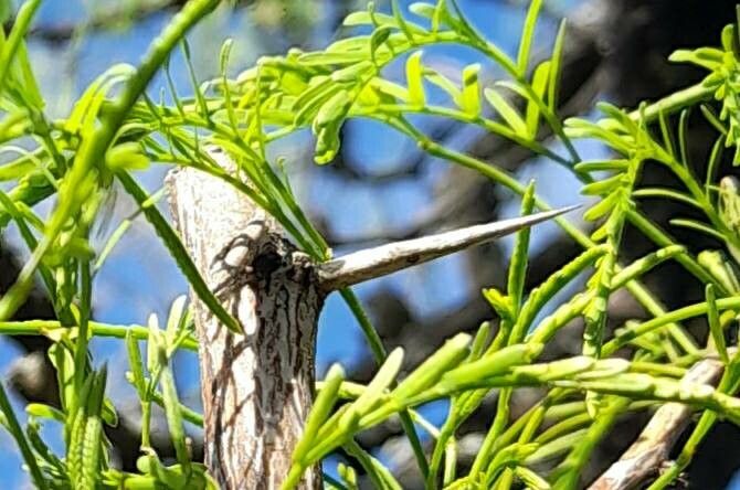 Prosopis caldenia other