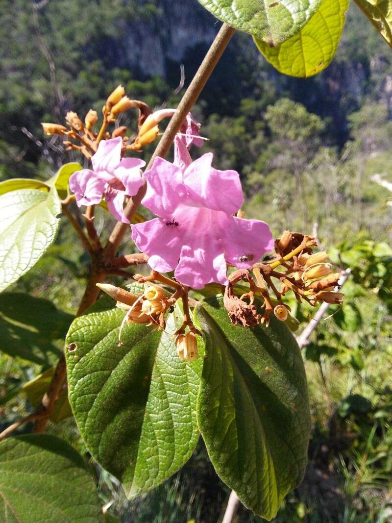 Fridericia cinnamomea — related species from the same genus
