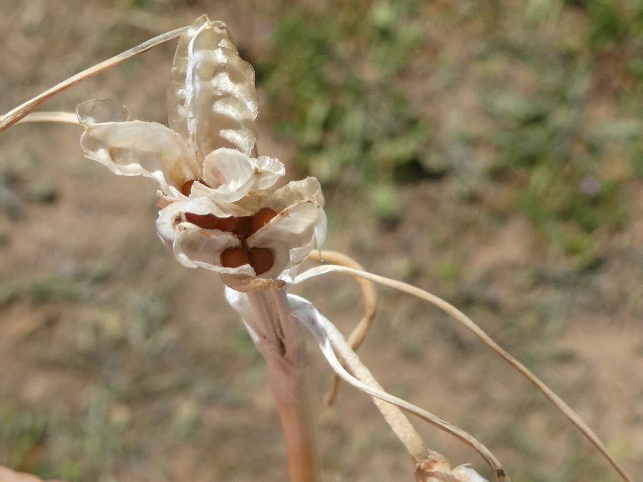 Romulea columnae fruit
