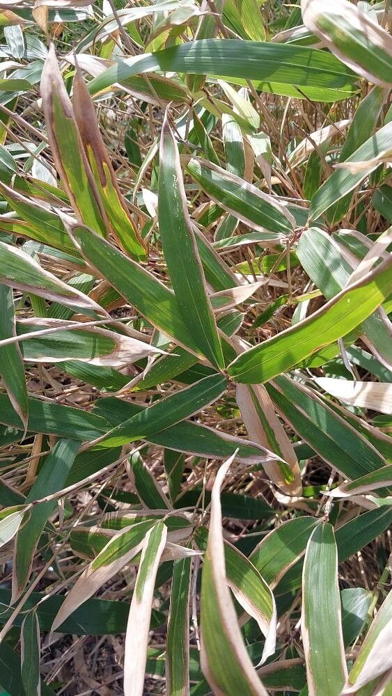 Arundinaria argenteostriata — related species from the same genus