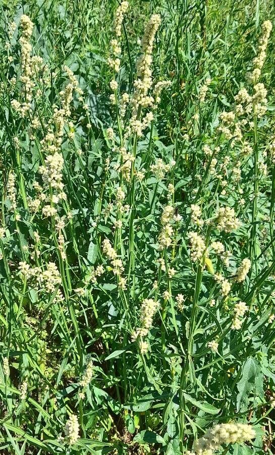 Baccharis phyteumoides habit