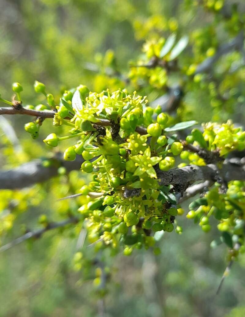 Condalia microphylla flower