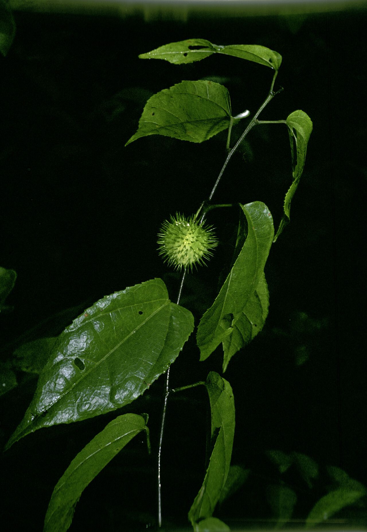 Ayenia byttnerioides fruit
