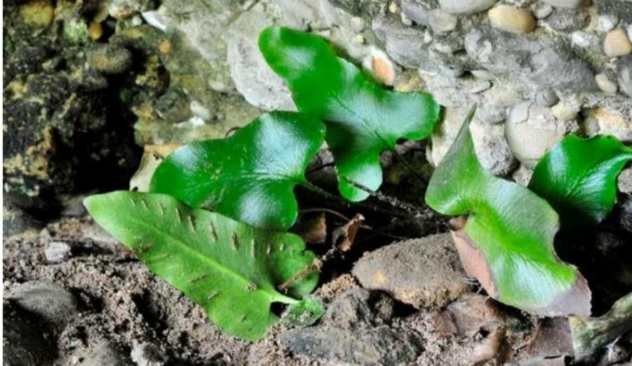 Asplenium sagittatum leaf