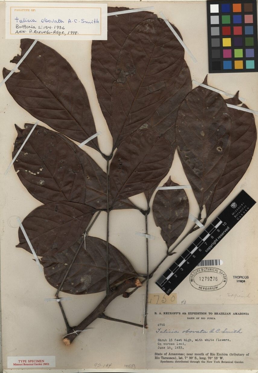 Talisia obovata — houseplant care guide