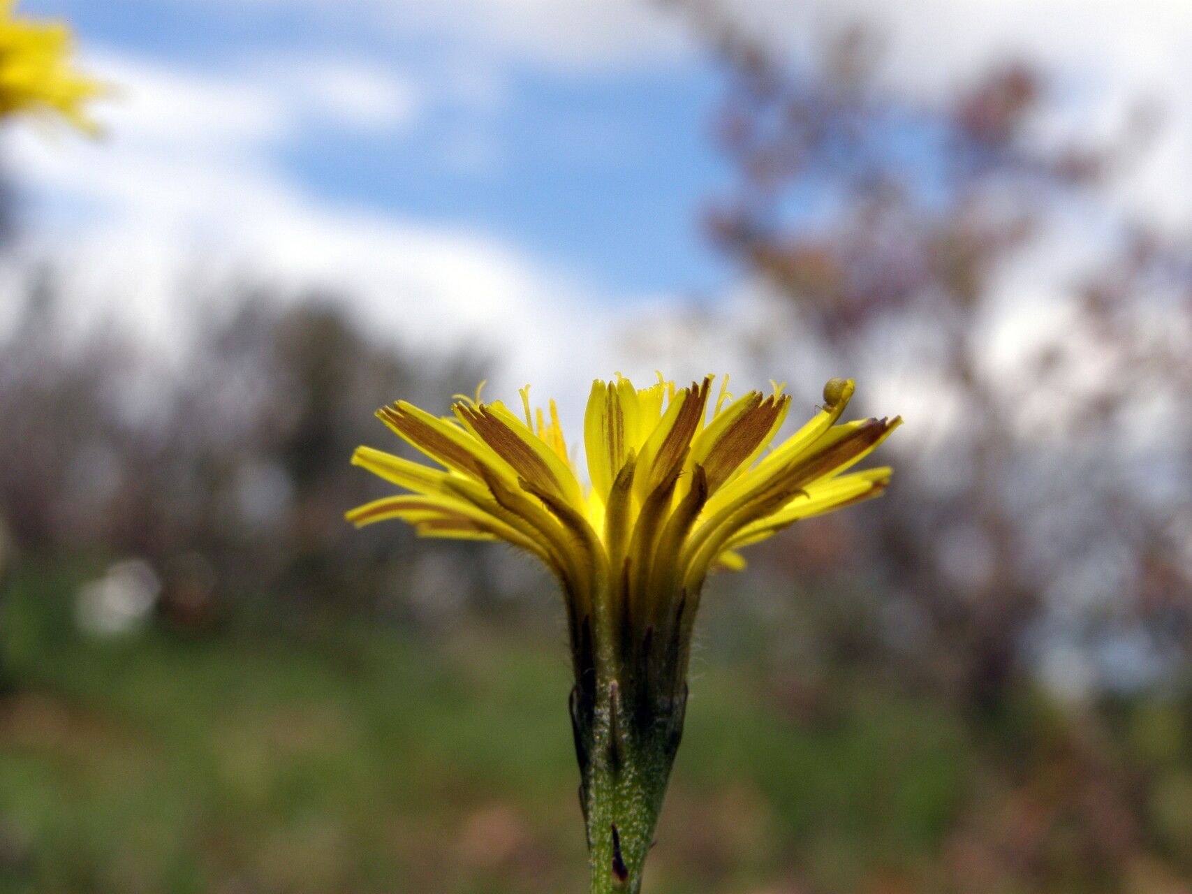 Scorzoneroides cichoriacea flower