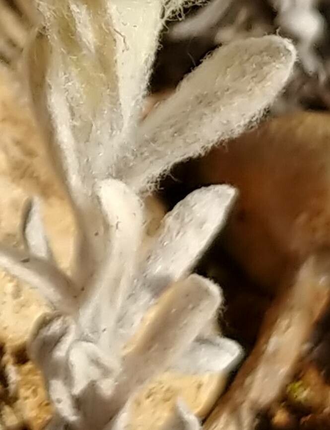 Bombycilaena discolor leaf