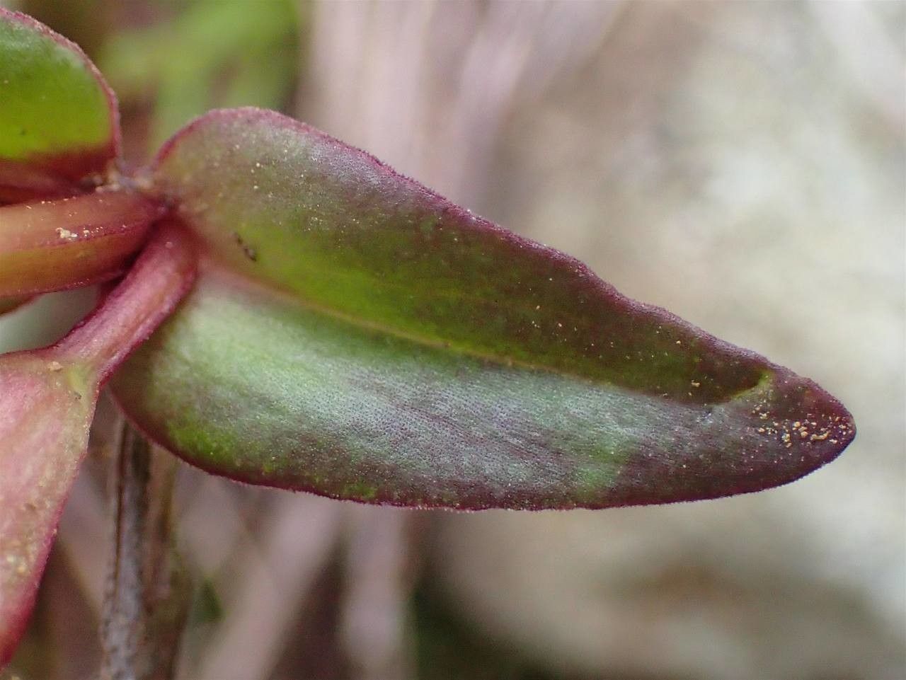 Gentianella campestris fruit