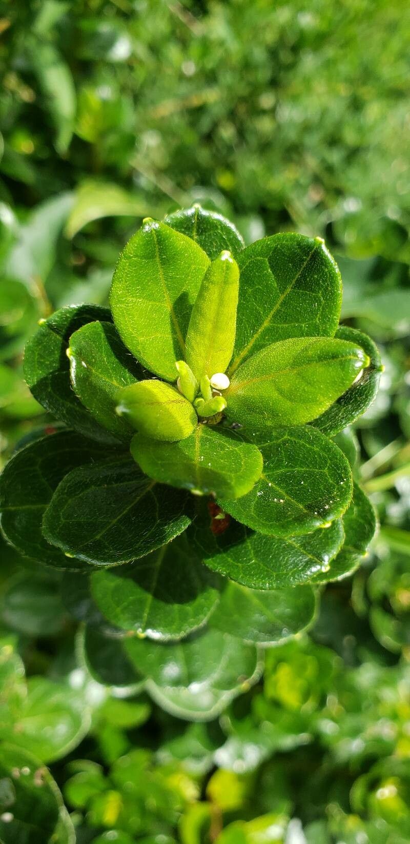 Gaultheria humifusa — search result for 'Gaultheria'