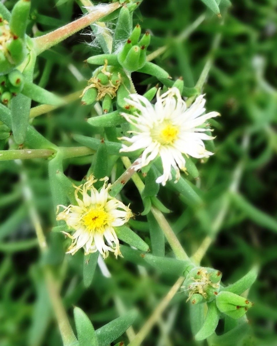 Trichodiadema littlewoodii flower