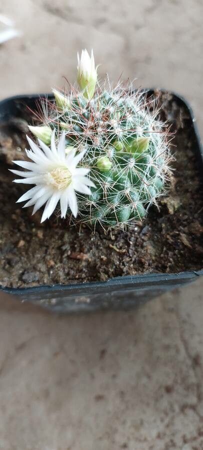 Mammillaria barbata flower