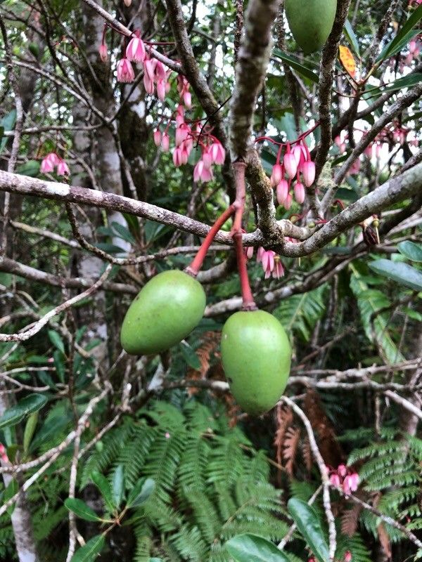 Elaeocarpus ovigerus — houseplant care guide