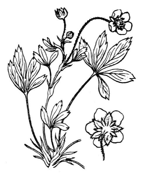 Potentilla saxifraga other