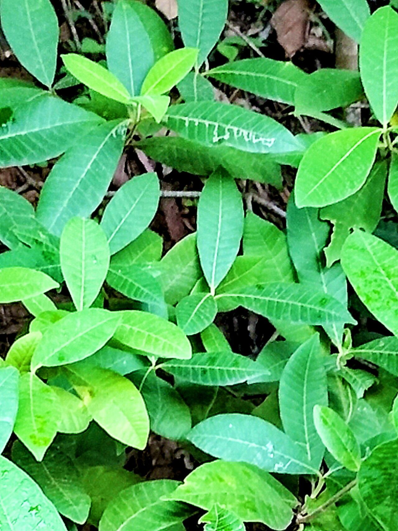 Alstonia muelleriana — search result for 'Alstonia'