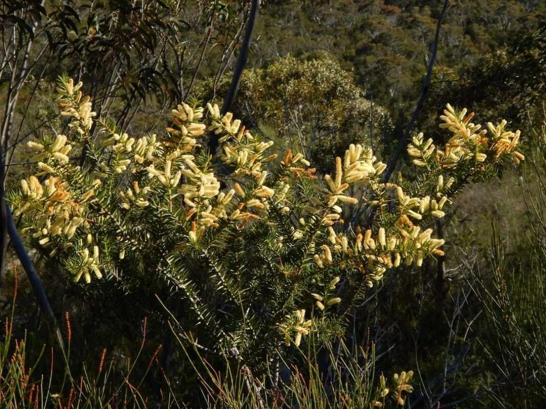 Acacia oxycedrus flower