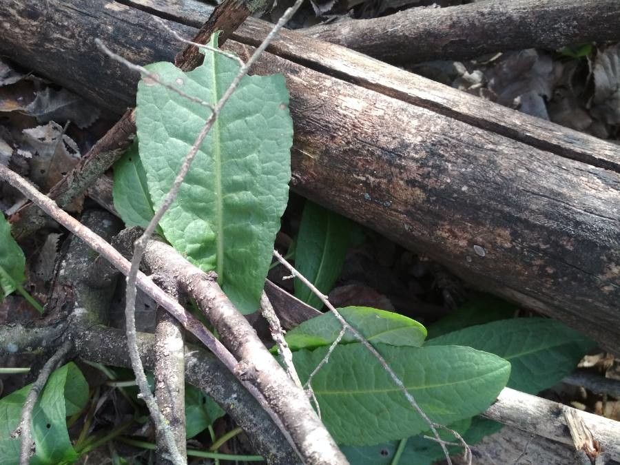 Ochna natalitia leaf