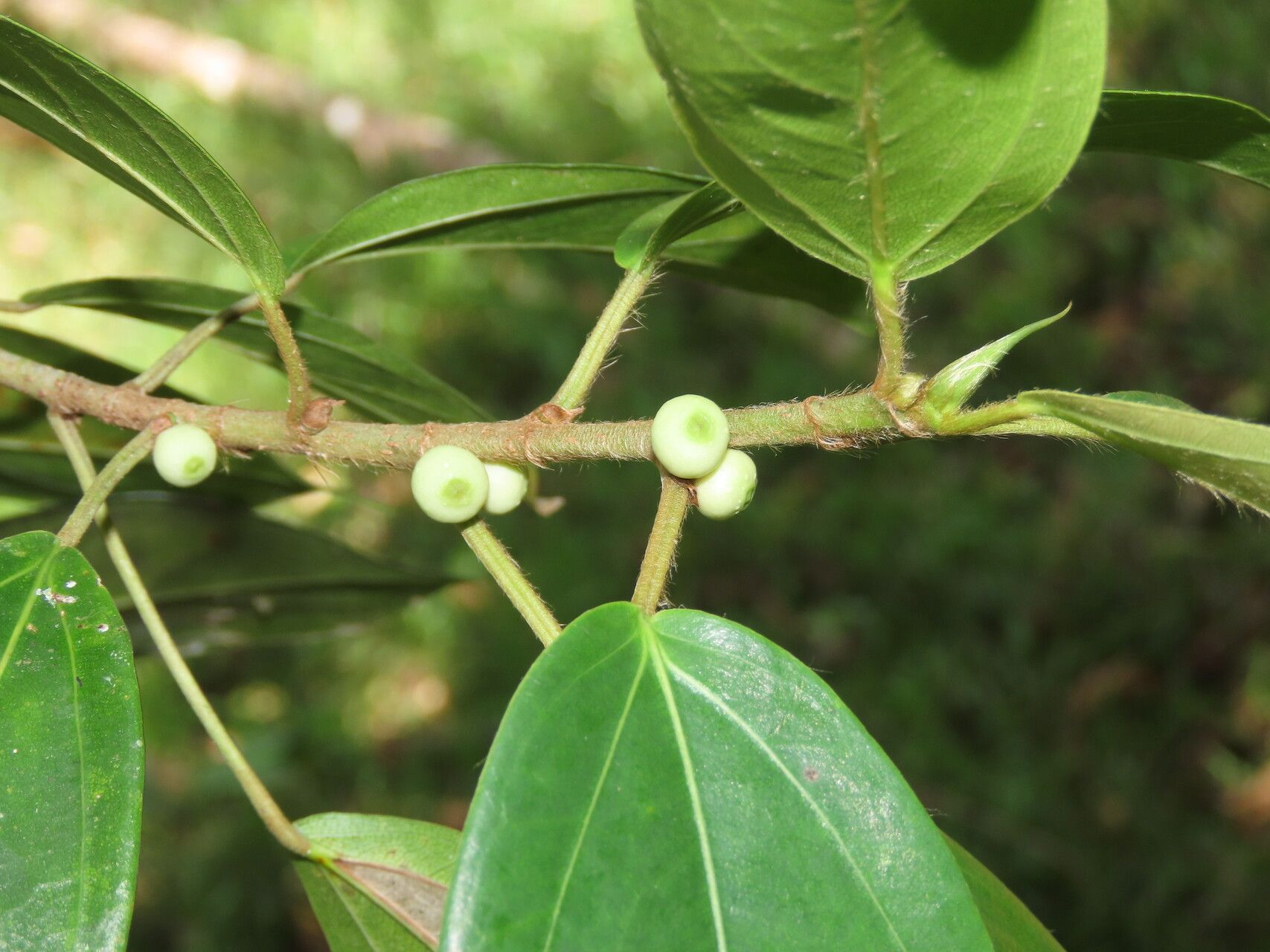 Ficus colubrinae fruit