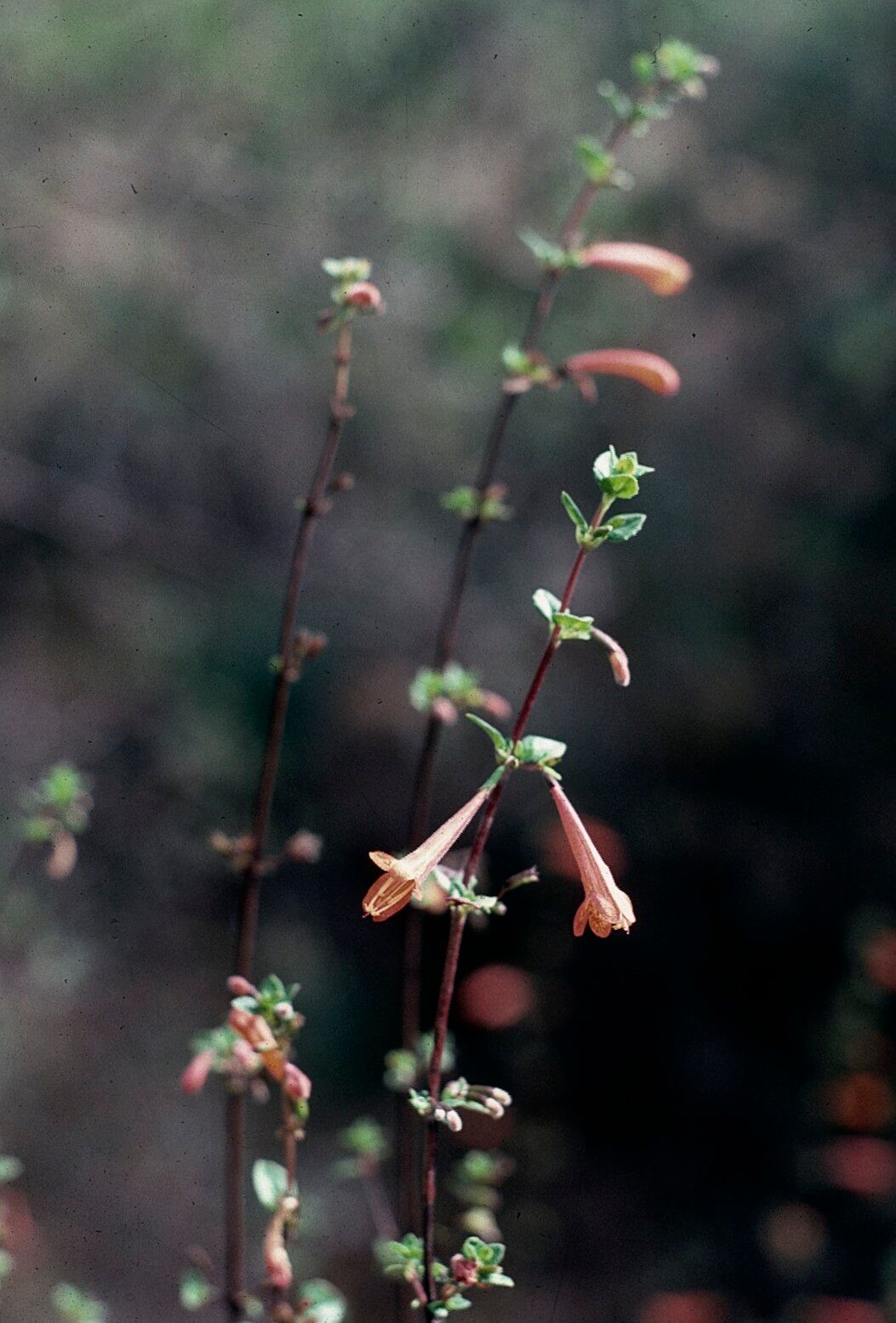 Clinopodium mexicanum — search result for 'Clinopodium'