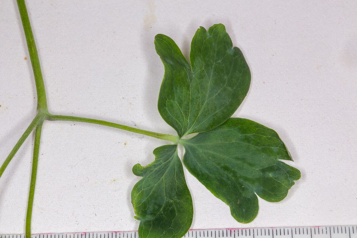 Aquilegia atrata leaf