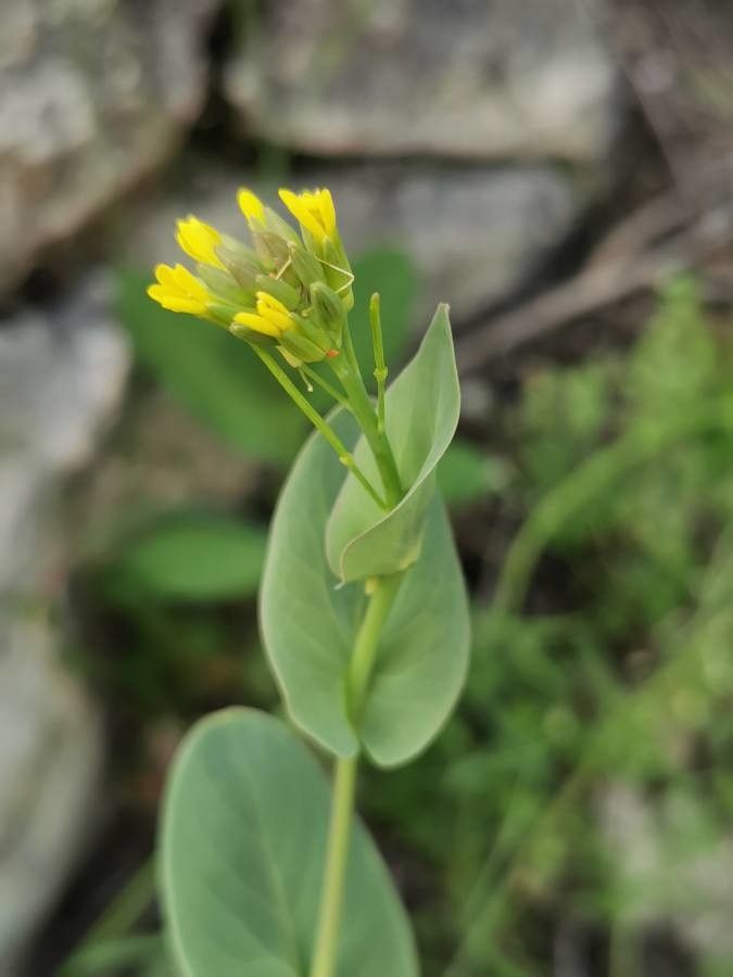 Conringia austriaca flower