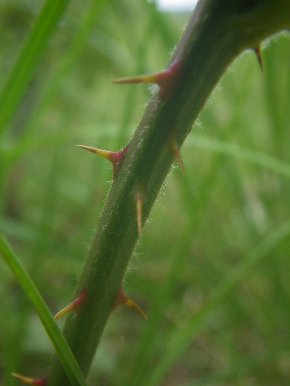 Rubus × collinus bark