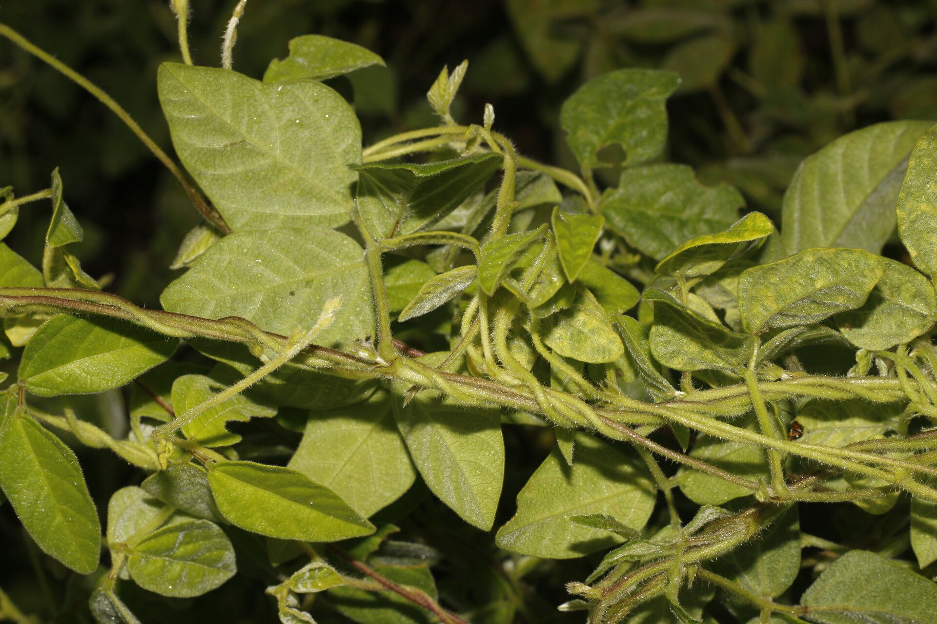 Desmodium cajanifolium fruit