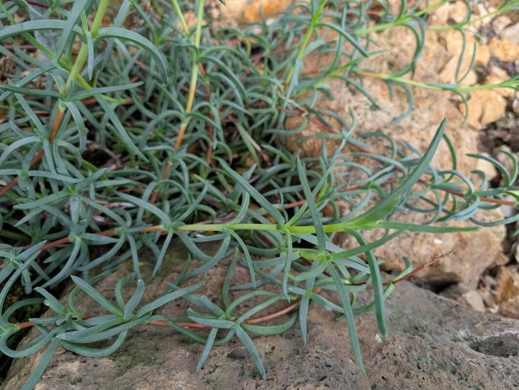 Lampranthus sociorum — houseplant care guide