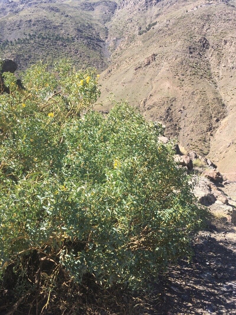 Adenocarpus anagyrifolius habit