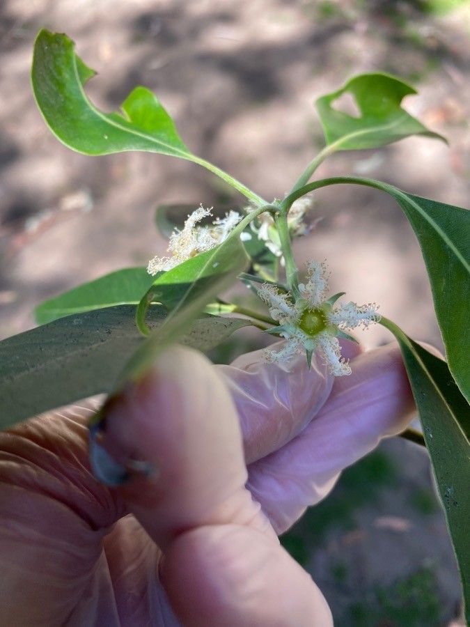 Lophostemon confertus flower