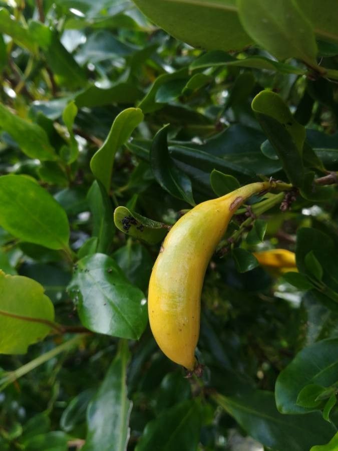 Atractocarpus platyxylon fruit