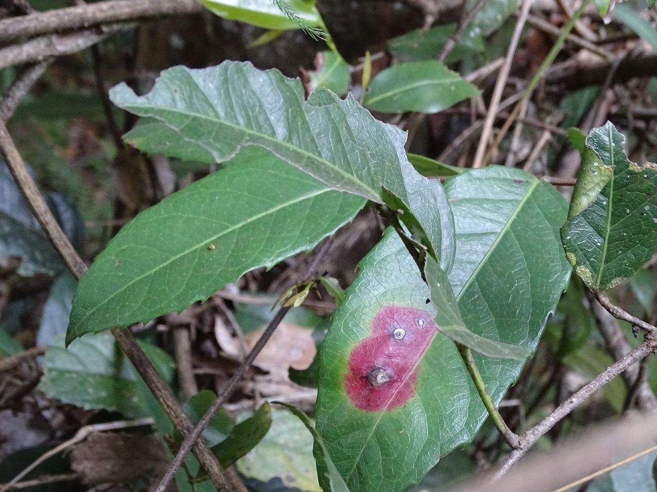 Rawsonia lucida — houseplant care guide