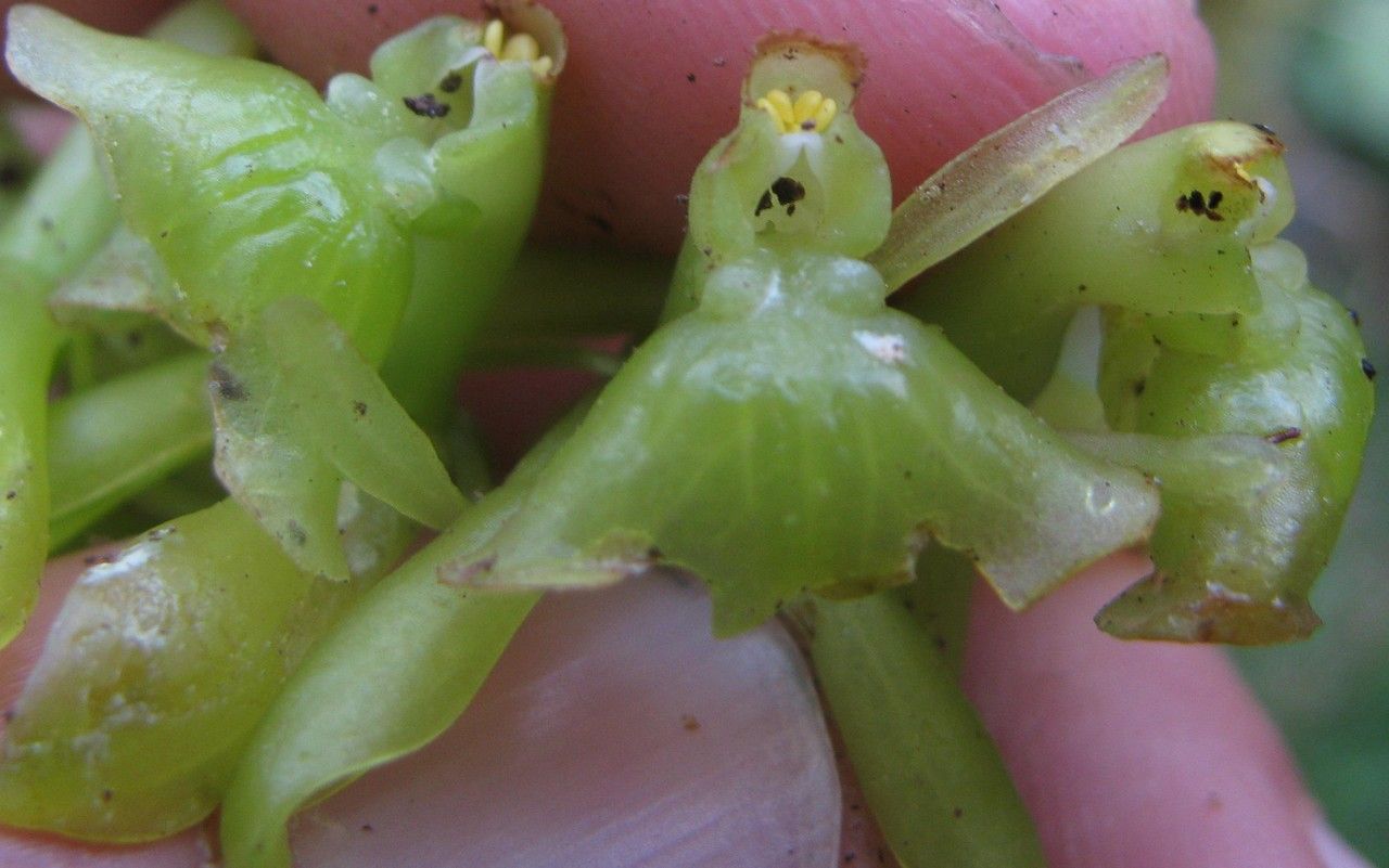 Epidendrum lagenocolumna — search result for 'Epidendrum'
