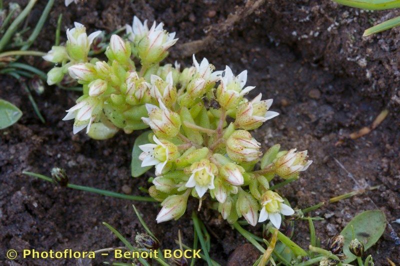 Sedum nevadense habit