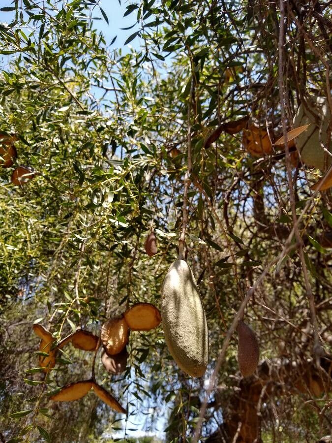 Aspidosperma quebracho-blanco fruit