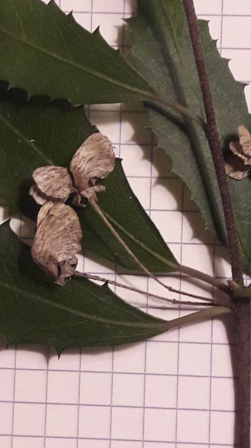 Hoheria angustifolia fruit