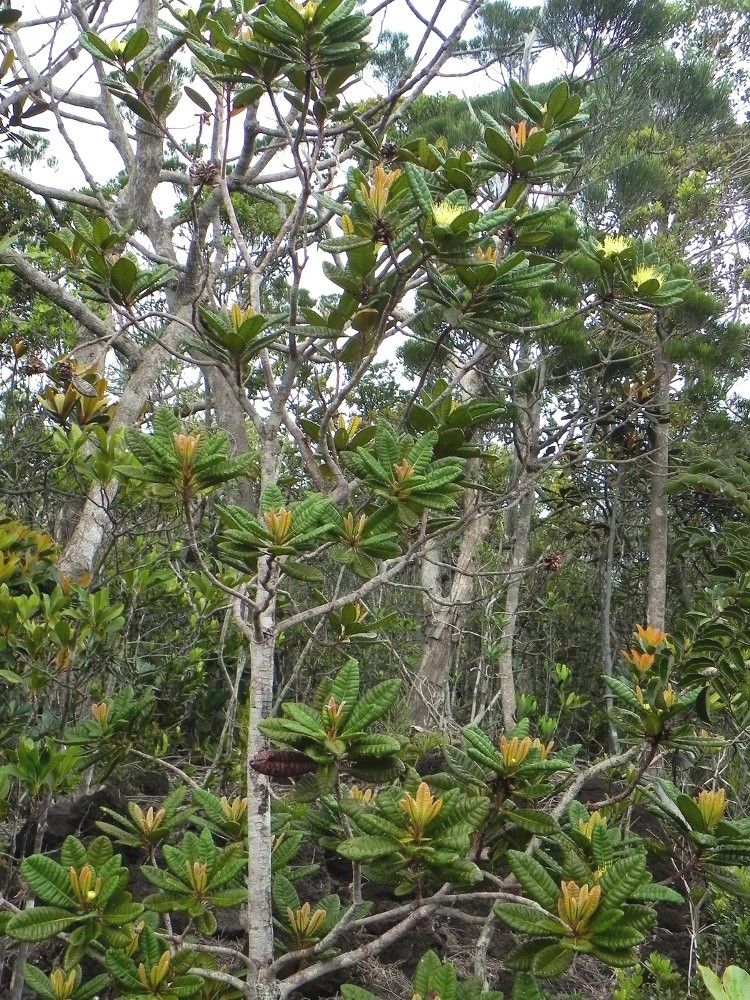 Xanthostemon sulfureus habit