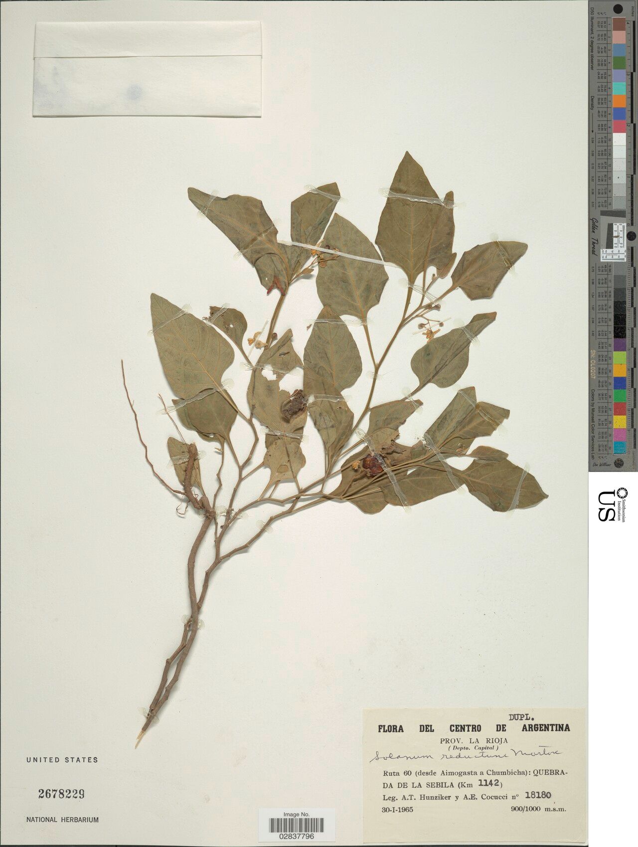 Solanum reductum — houseplant care guide