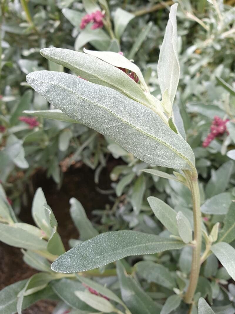 Atriplex cinerea